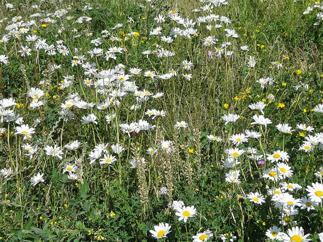 BGM4 with Wild Flowers and Fine Grasses (AB8, IPM2)